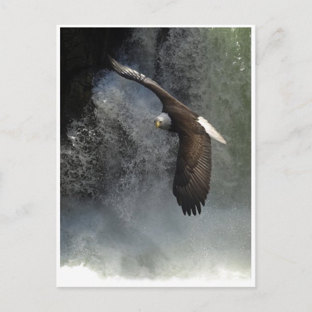 BALD EAGLE & WATER FALL Postcards (Front)