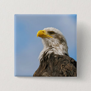 Bald Eagle Wildlife Portrait Art 15 Cm Square Badge