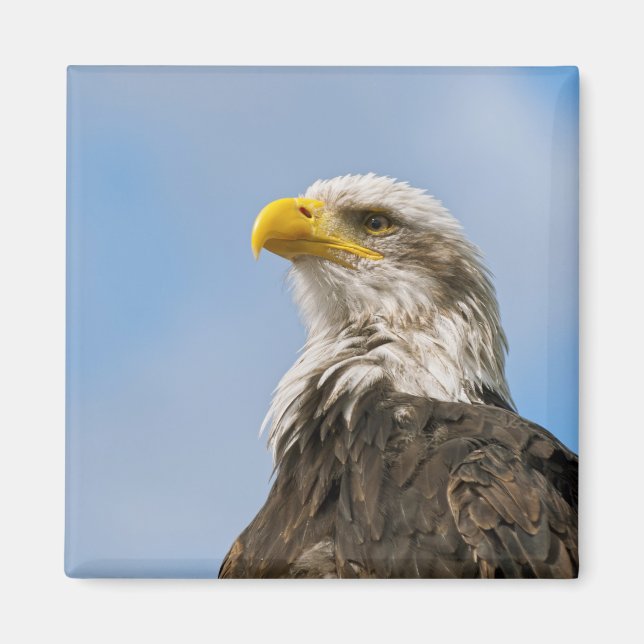 Bald Eagle Wildlife Portrait Art Magnet (Front)
