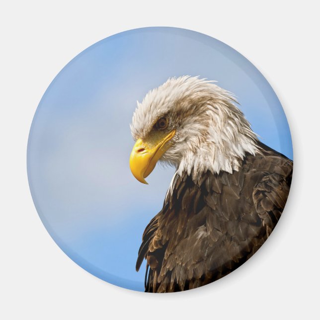 Bald Eagle Wildlife Portrait Art Magnet (Front)