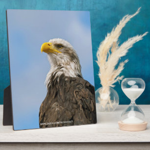 Bald Eagle Wildlife Portrait Art Plaque