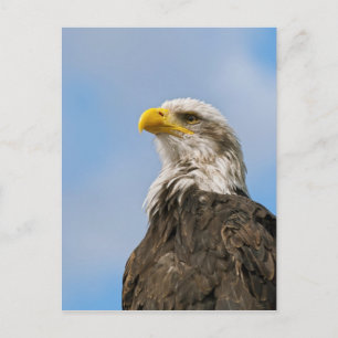 Bald Eagle Wildlife Portrait Art Postcard