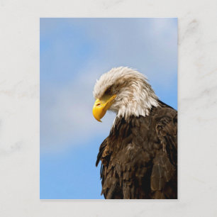 Bald Eagle Wildlife Portrait Art Postcard