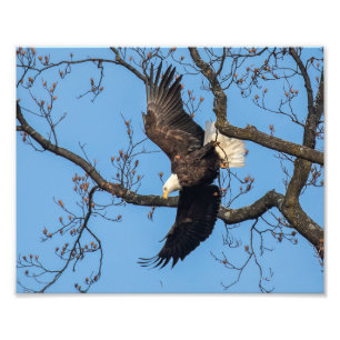 Bald Eagle Wing Drop Photo Print