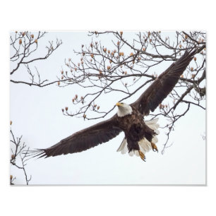 Bald Eagle Wingspread Photo Print