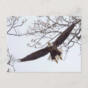 Bald Eagle Wingspread Postcard