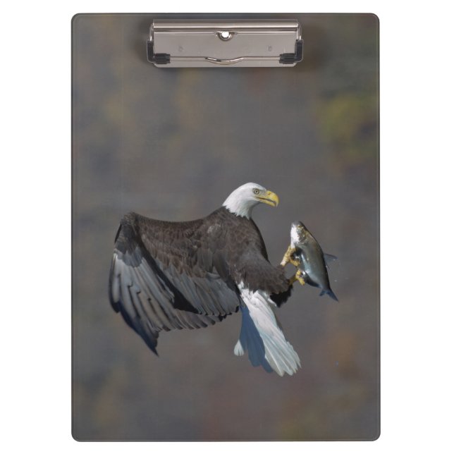 Bald Eagle with a fish Clipboard (Front)