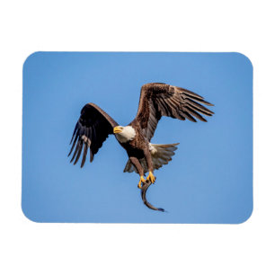 Bald Eagle with a fish Magnet