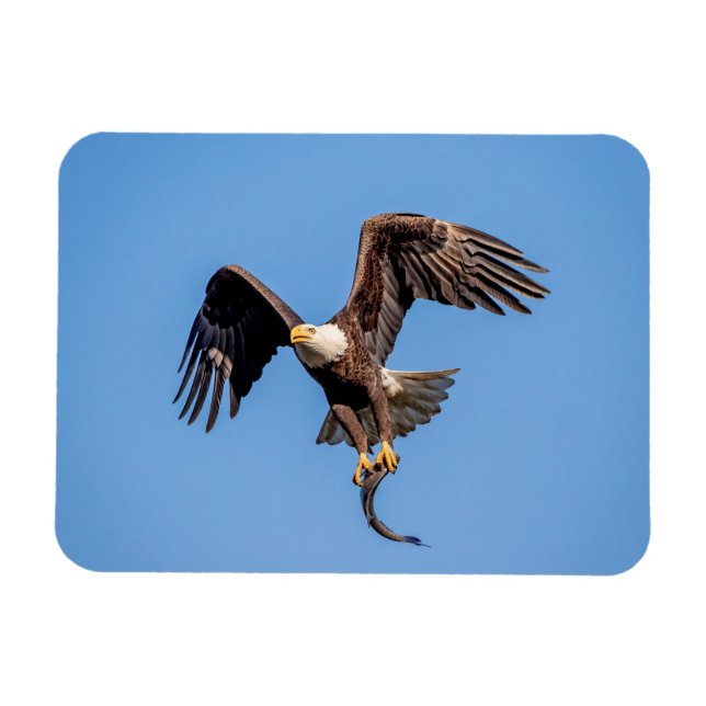 Bald Eagle with a fish Magnet (Horizontal)