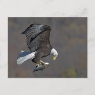 Bald Eagle with a fish Postcard