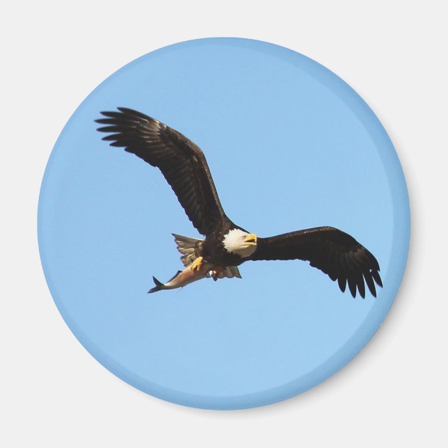 Bald Eagle with Fish Magnet (Front)