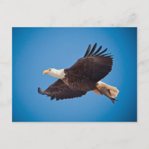 Bald Eagle With Fish Postcard