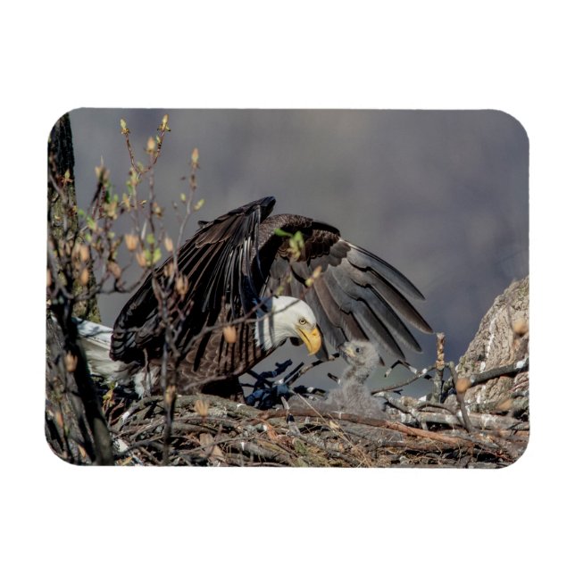 Bald Eagle with her baby Magnet (Horizontal)