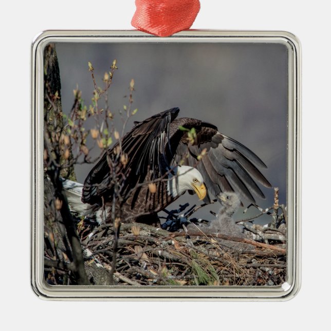 Bald Eagle with her baby Metal Tree Decoration (Front)