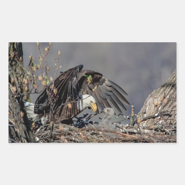Bald Eagle with her baby Rectangular Sticker (Front)