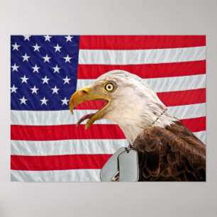 Bald Eagle with military dog tags Poster