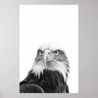 Bald Eagle Woodland Modern Portrait black white  