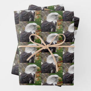 Bald Eagle - Wrapping Paper Sheets