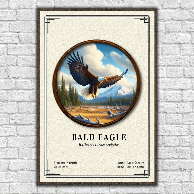 Bald Eagle Zoology Series Poster (Creator Uploaded)