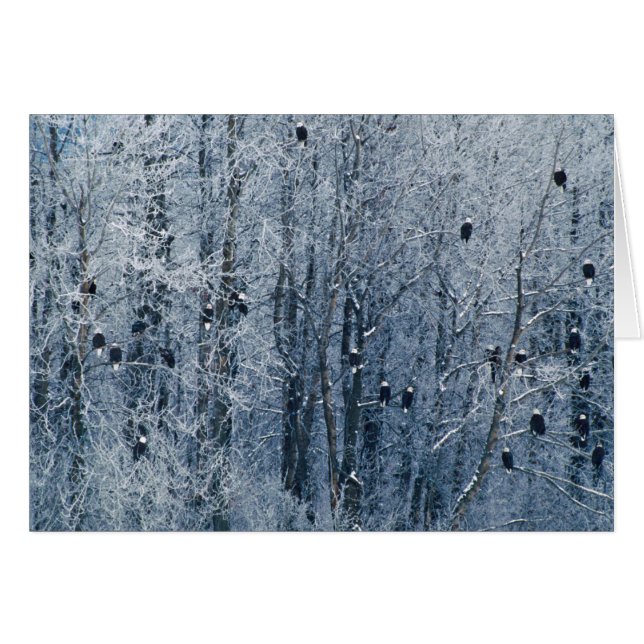 Bald Eagles (Front Horizontal)