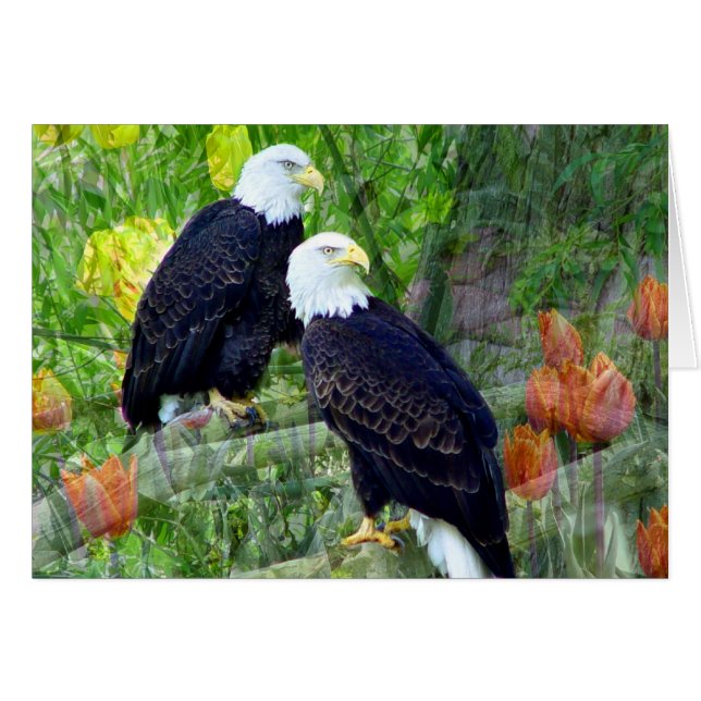 Bald Eagles (Front Horizontal)