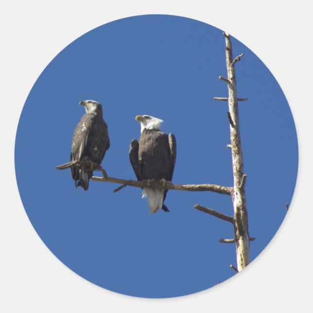 Bald Eagles Classic Round Sticker (Front)