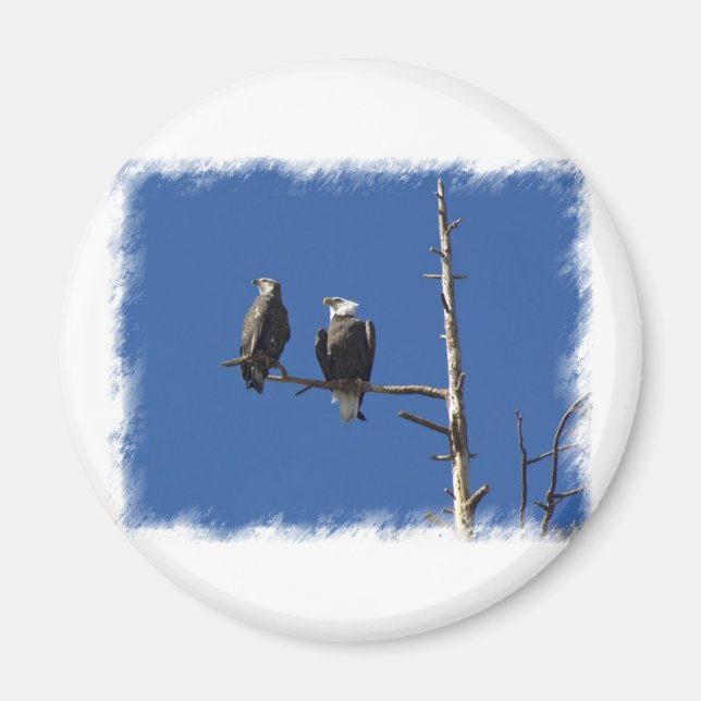 Bald Eagles Magnet (Front)