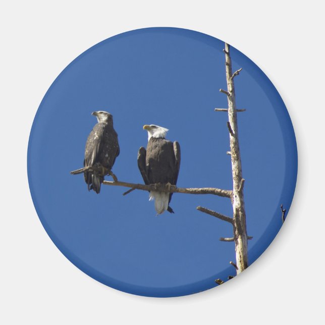 Bald Eagles Magnet (Front)