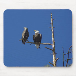 Bald Eagles Mouse Mat