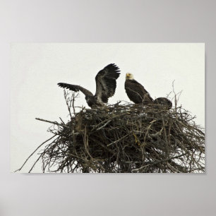Bald Eagles nesting at Islands and Ocean Visitor C Poster