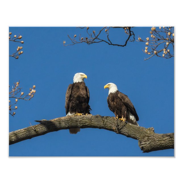 Bald Eagles Photo Print (Front)