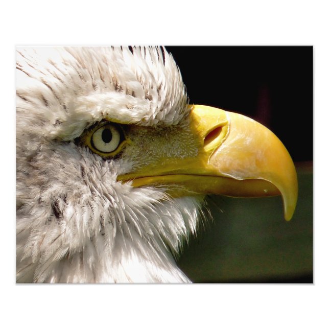 BALD EAGLES PHOTO PRINT (Front)