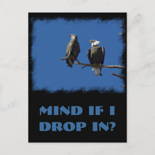 Bald Eagles Postcard