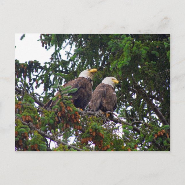 Bald Eagles Postcard (Front)
