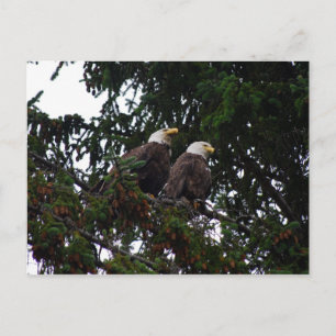 Bald Eagles Postcard
