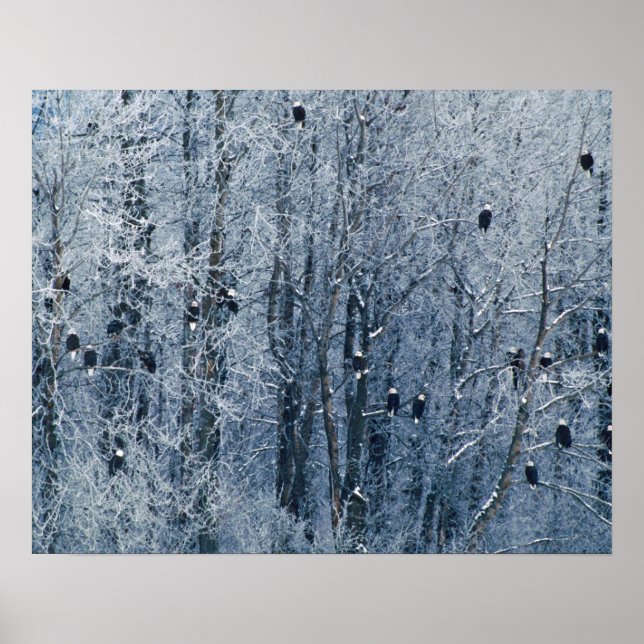 Bald Eagles Poster (Front)