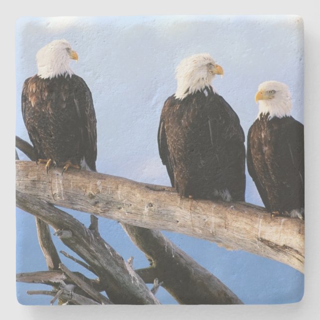 Bald Eagles Stone Coaster (Front)