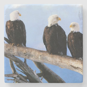 Bald Eagles Stone Coaster