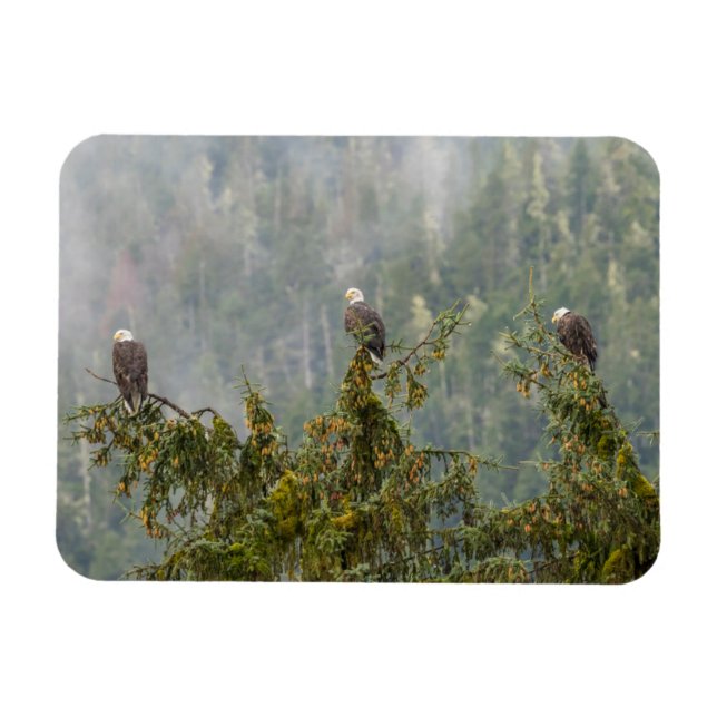 Bald Eagles | Tongass National Forest Alaska Magnet (Horizontal)