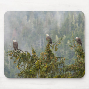 Bald Eagles Tongass National Forest Alaska Mouse Mat