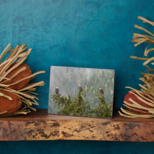 Bald Eagles Tongass National Forest Alaska Plaque