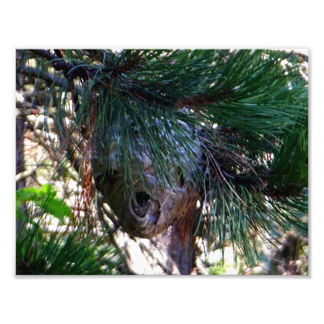 Bald Face Hornets Nest Photo Print (Front)