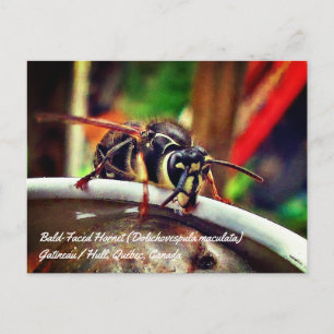 Bald Faced Hornet (Dolichovespula maculata) Wasp Postcard