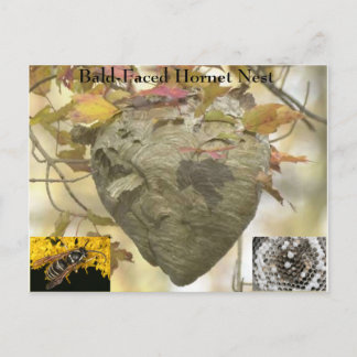 Bald-faced hornet nest postcard