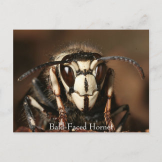 Bald-Faced Hornet Postcard