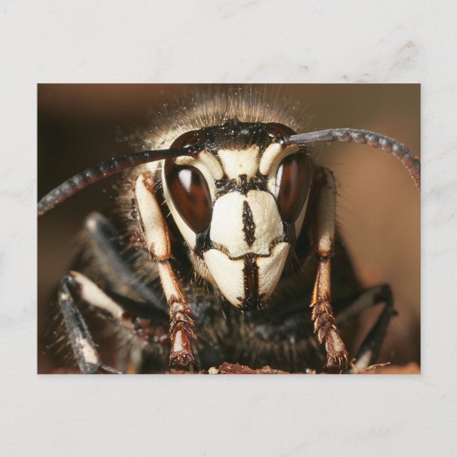 Bald-Faced Hornet Postcard (Front)