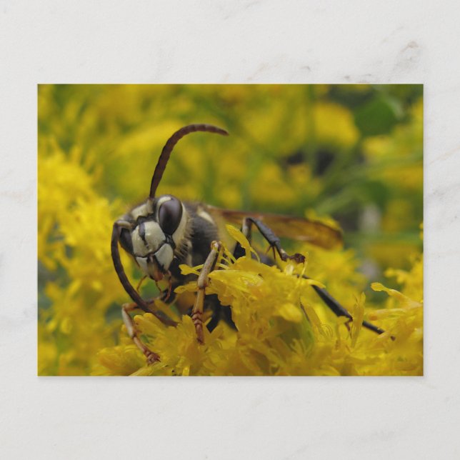 Bald-faced Hornet Postcard (Front)
