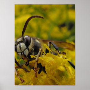 Bald-Faced Hornet Poster
