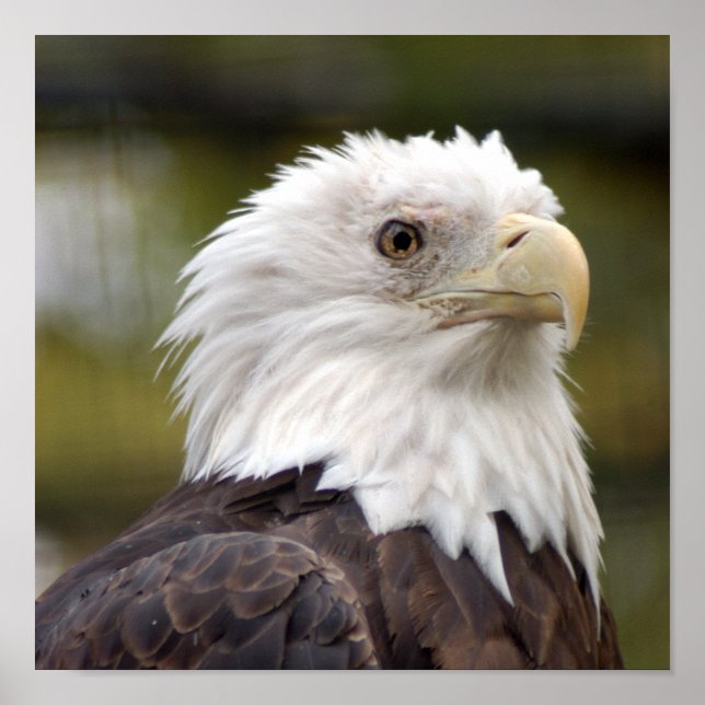 baldeagle10x10 poster (Front)