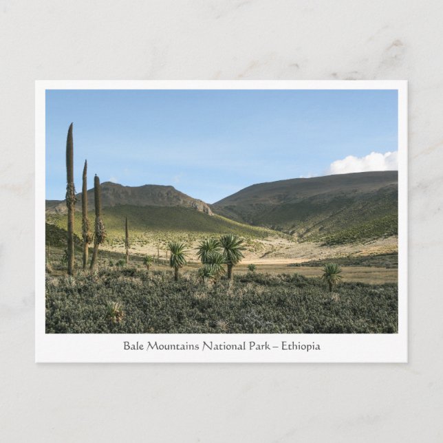 Bale Mountains Ethiopia Postcard (Front)